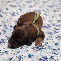 Boy 3 - Sable male Goldendoodle puppy in Crawfordsville, Iowa from DoodleBlessings