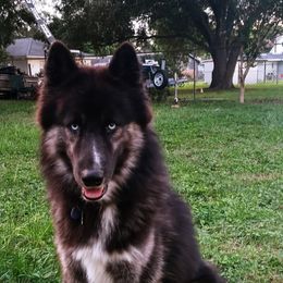 Lucian - Siberian Husky