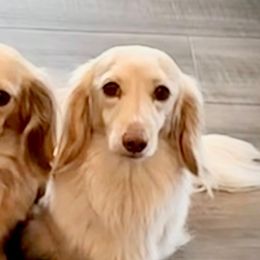 Dachshunds from Long Blonde Doxies