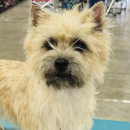 Australian Cattle Dogs, Cairn Terriers, and German Shorthaired Pointers from Macushla Kennel
