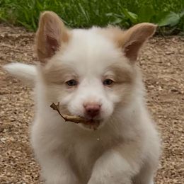 Girl 2 - Gold female Border Collie puppy in Mt. Jackson, Virginia from Timeless Border Collies
