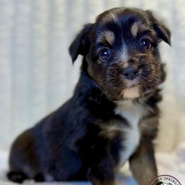 Tommy - Black tri male Toy Australian Shepherd puppy in East Berlin, Pennsylvania from Dusty Spring Australian Shepherds, LLC