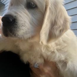 Golden Retriever Puppies from West Coast Cream Goldens