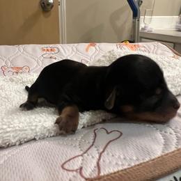 Yellow boy - Black and tan male Havapoo puppy in Arlington, Washington from Havanese With Love Breeding Co.