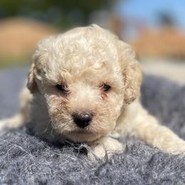 Finn - Cream male Poodle puppy in Purdy, Missouri from The Dynasty