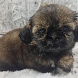 Clove - Red female Shih Tzu puppy in Maize, Kansas from Air Capital Shih Tzu Puppies