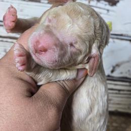 Honey - Apricot female Goldendoodle puppy in Austin, Texas from Austin Doodles & Poodles