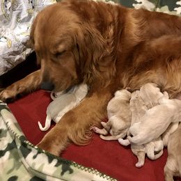 Bernese Mountain Dog and Golden Retriever Puppies from SmallTown Golden Retrievers & Bernese Mountain Dogs