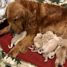 Bernese Mountain Dog and Golden Retriever Puppies from SmallTown Golden Retrievers & Bernese Mountain Dogs