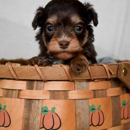 Honey - Brown white and tan female Cockapoo puppy in Ellensburg, Washington from Dawn to Dusk Cockapoos