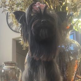 Pepper - Yorkshire Terrier