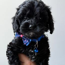 Pearl of Reedy River Doodles - Black female Cavapoo puppy in Greenville, South Carolina from Reedy River Doodles
