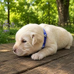 Blue Collar - Yellow male Labrador Retriever puppy in Archer Lodge, North Carolina from Archer Lodge Labradors