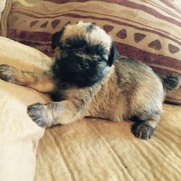 Bernese Mountain Dog and Brussels Griffon Puppies from Brooks Berner Bears