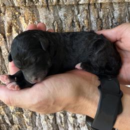 Girl 2 - female Aussiedoodle puppy in Kings Mountain, North Carolina from Champion Farms Doodles