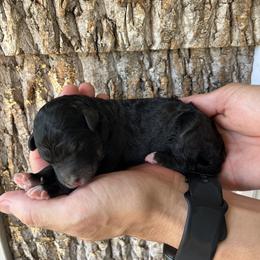 Girl 2 - female Aussiedoodle puppy in Kings Mountain, North Carolina from Champion Farms Doodles