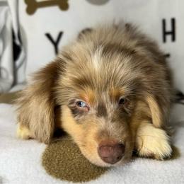 Boy 2 - Red merle male Toy Australian Shepherd puppy in Hokes Bluff, Alabama from Alegria Toy Aussies