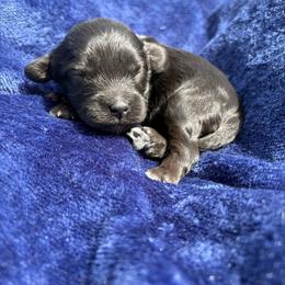 Juniperberry - Black female Cavapoo puppy in El Sobrante, California from Mckendra's Legacy