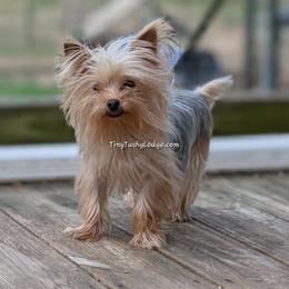 AKC Blair - Blue and gold female Yorkshire Terrier puppy in Greencastle, Indiana from Tiny Tushy Lodge