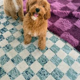 Girl 1 - Apricot female Goldendoodle puppy in Cocoa, Florida from The Beach Doodles