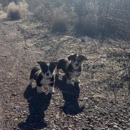 Pembroke Welsh Corgi Puppies from Ruidoso's Crowned Companions