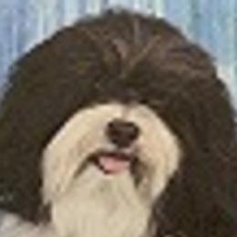 Crunch - Havanese