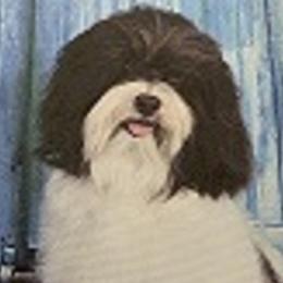 Crunch - Havanese