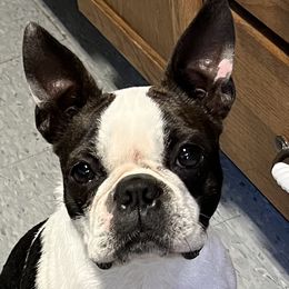 Ladybug - Boston Terrier
