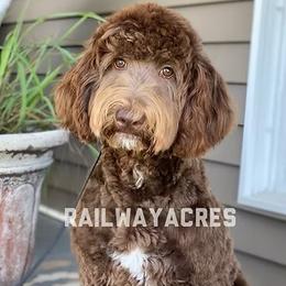 Coco - Goldendoodle
