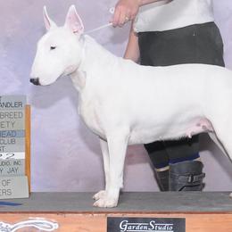 Bull Terriers from Castlerea Kennel/White Barn Farm