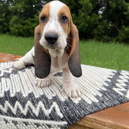 Speedy Gonzalez - Black white and brown male Basset Hound puppy in Lone Jack, Missouri from Wee Little Bassets