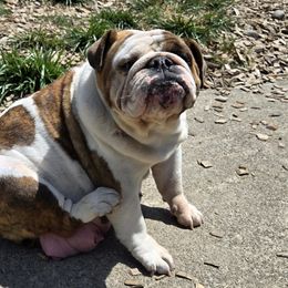 Rosie - Bulldog