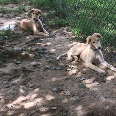 Borzoi Puppies from Chase N' Dreamz Borzoi