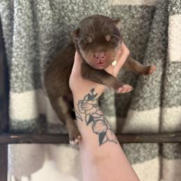 Blue - Red and white male Siberian Husky puppy in Jonesborough, Tennessee from Dry Creek Siberians