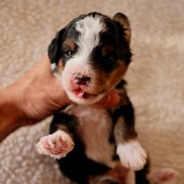 Bernedoodle Puppies from 5280 Bernedoodles