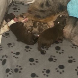 Toy Australian Shepherd Puppies from Loyal Litters Toy Australian Shepherds