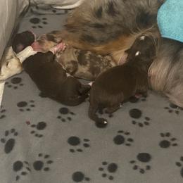 Toy Australian Shepherd Puppies from Loyal Litters Toy Australian Shepherds