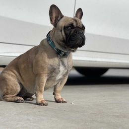 Remi - French Bulldog