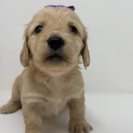 Bliss (joy, perfect happiness) - Cream female Dachshund puppy in Murfreesboro, Tennessee from Kimbrie's Dream Cream Doxies