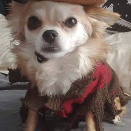 Chihuahuas and French Bulldogs from Dakota Creek