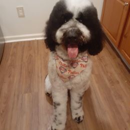 Labradoodle and Saint Berdoodle Puppies from ProAct Canines