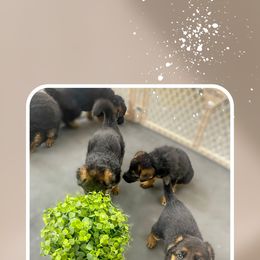 German Shepherd Puppies from MK German Shepherds LLC