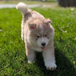 Heath - Red and white male Siberian Husky puppy in Coshocton, Ohio from Wyant Farms