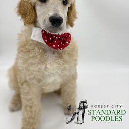 Poodle Puppies from Forest City Standard Poodles