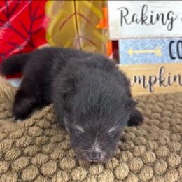 AKC Tyler - Black and tan male Pomeranian puppy in Byron, Georgia from Tracys Pom Palace