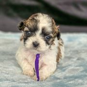 Willow (CoCo) - Purple Collar - Brown and white Shichon puppy in Greenville, Ohio from Oodles of Doodles