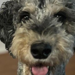 Em - Bernedoodle