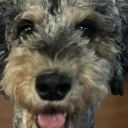 Em - Bernedoodle