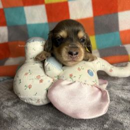 Shell - Dapple female Dachshund puppy in Washington from Beautiful Doxies