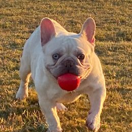 Tunchi - French Bulldog